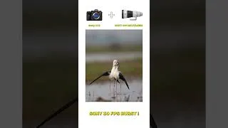 Thumbnail: Sony A1 II + 400mm f/2.8 GM | 30FPS Burst & AF Tracking Test | Black Winged Stilt Mating Behavior