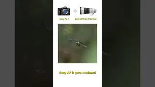 Thumbnail: Sony A1 II INSANE AF Tracking 🔥 Tiny Falconet No Match! Wildlife Photography , Bird Photography