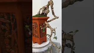 Thumbnail: Waterfall bonsai tree #bonsai #bonsaitree #howtocreatebonsai