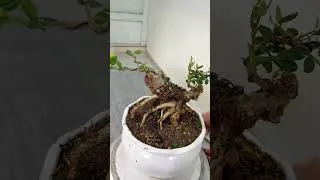 Thumbnail: Mini bonsai #bonsai #bonsaiideas