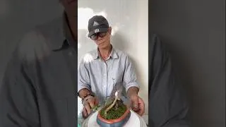 Thumbnail: Mini bonsai #bonsai