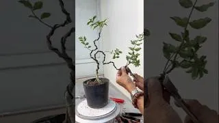 Thumbnail: Bend a small bonsai