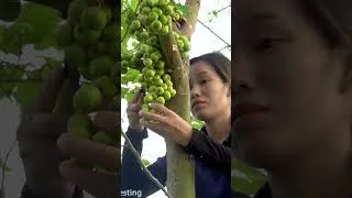 Thumbnail: Harvesting Hybrid Figs Go to market sell - for Profit and Plant Sweet Potatoes Successfully