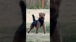 Thumbnail: Aww PJ is showing off #terrier #smalldog