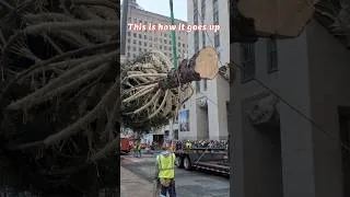 Thumbnail: The Christmas Tree at Rockefeller Center has arrived! #christmas #christmastree #shorts #newyork