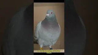 Thumbnail: Why Small Pigeons Can Become Great Marathon Racers