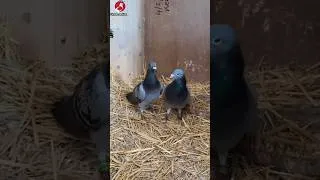 Thumbnail: Mark Gilbert’s Pigeon Flew 1,122 KM! | Barcelona 2026