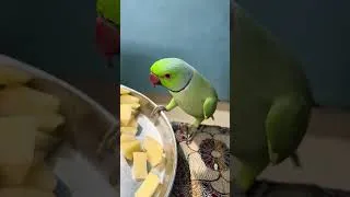 Thumbnail: Bolne wala tota #mitthumitthu #tota #parrot #shorts