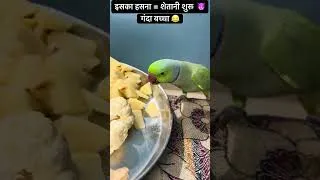 Thumbnail: Bolne wala tota #bolnewalaparrot #parrotsound #lMitthuMitthu #tota #shorts