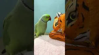 Thumbnail: Bolne wala tota #bolnewalaparrot #parrotsound #lMitthuMitthu #tota #shorts