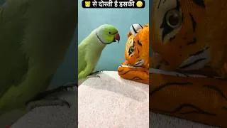 Thumbnail: Bolne wala tota #parrotsound #tota #tiger #shorts