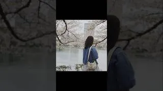 Thumbnail: LIFE IN KOREA| CHERRY BLOSSOMS | SEOKCHON LAKE | #pmsk