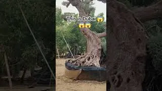 Thumbnail: Hidden green paradise with FREE #dubai #shortsfeed #youtubeshorts #hiddengems