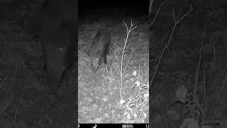 Thumbnail: Trail camera in Folwark Badowo