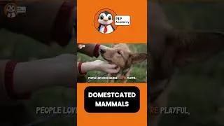 Thumbnail: Domesticated Mammals | First Domestic Animal | Dog Facts