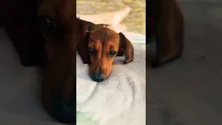 Thumbnail: Wait Till You See How This Dachshund Lies Down… Too Cute to Handle! 🐶💕"
