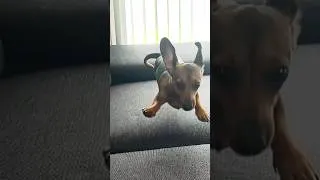 Thumbnail: Crazy Dachshund Zoomies on a New Sofa 🐶🛋️ | Funny & Cute Teckel Moments