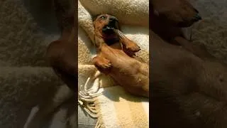 Thumbnail: 🙌 Freeze, Doxie! This is a robbery... of your heart! 💘