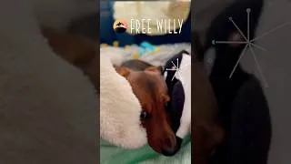 Thumbnail: Mini Dachshund Puppy Dreams of Being Free Willy 🐳💤 #shorts