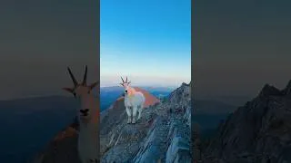 Thumbnail: Meeting a mountain goat in Montana