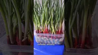 Thumbnail: Grow Onions (Only Water & Cloth) #growonions #nosoil #gardening #plantcare #diygarden
