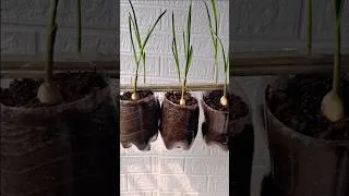 Thumbnail: Easy garlic garden using bottles #garlic #gardening #growathome #diygarden #recycle