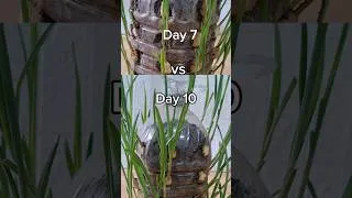 Thumbnail: Grow garlic in a bottle (7 vs 10 days)#garlic #growathome #gardening #shorts #planting