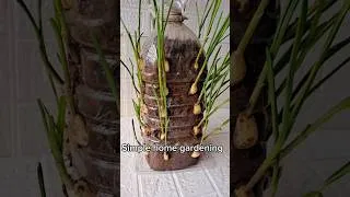 Thumbnail: Clean food at home – garlic growing#gardening #growathome #garlic #cleanfood #homegarden