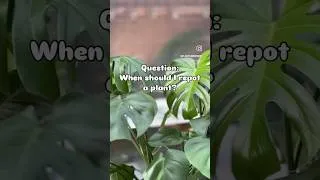 Thumbnail: Still have questions about repotting? Check out this video! #plants #repotting