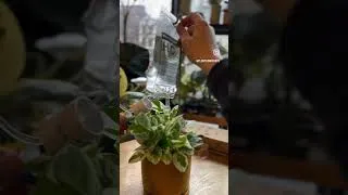Thumbnail: This is a good way to water your plants if the top soil is hardened! #plants #plantcare #water