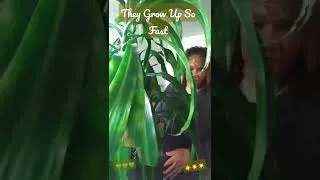 Thumbnail: They grow up so fast!💚☀🌿     #houseplants #shorts #plants #dracena #costafarms #urbanjungle #Lowe's