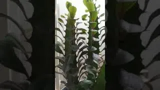 Thumbnail: African Milk Tree💚🌿🌱 (Euphorbiacea)  #houseplant   #shorts