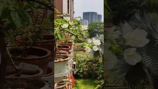 Thumbnail: Balcony garden 🥰 #balconyflowers #balconygarden #urbangarden
