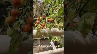 Thumbnail: My balcony garden 🥰. #springbreeze #balconyflowers #balconygarden #tomatoplant #urbangarden