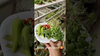 Thumbnail: Balcony garden harvest 🥰 #balconygarden #harvest #beagle #balconyflowers #plants