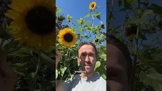 Thumbnail: such a big boy 🫢 #plantparent #sunflower