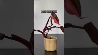 Thumbnail: when a plant gets really leggy I always cut it and start again.. #philodendron #plantparent