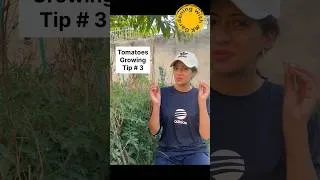 Thumbnail: How to Grow Tomatoes at Home 🍅 | Easy Tomato Growing Tips #shorts