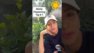 Thumbnail: Motia Flowering Tips & Tricks  #gardening #summerfloweringplants #pakistangardening #mograplant