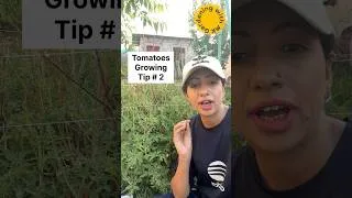 Thumbnail: Get Lot of Tomatoes with this tip #gardening #summervegetables
