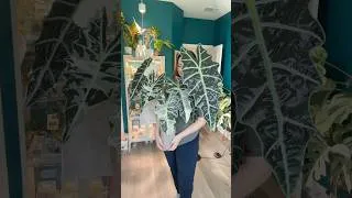 Thumbnail: I’m officially too far down the Alocasia rabbit hole. 🫣 #alocasia #houseplants #alocasiaamazonica