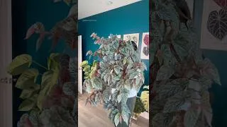 Thumbnail: Begonia Snow Capped Variegated #plants #plantlover #begonia