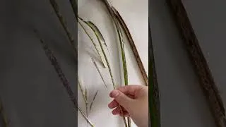 Thumbnail: Freeing jungle mint from the drywall 😂 #monstera #houseplants #plantcare