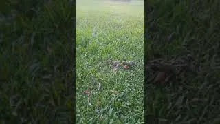 Thumbnail: Thảm cỏ glass