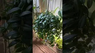 Thumbnail: Some of my houseplants - more on my channel! #indoorjungle #indoorplants #plantcollection #planttour