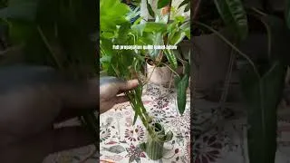 Thumbnail: schefflera arboricola propagation 2 month update #houseplants #indoorplants #propagation #plants