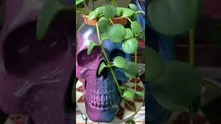 Thumbnail: Peperomia Hope #plantssparkjoy #plantitasandplantitos #houseplants #indoorplants # #plantlover