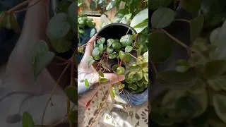 Thumbnail: Peperomia ruby cascades #plants #houseplants #plantssparkjoy #plantlover #indoorgardening