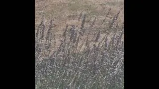 Thumbnail: bees and butterflies