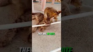 Thumbnail: Cats compilation narrated